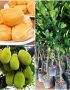 Cung cấp cây giống mít thái siêu sớm (mít changai)