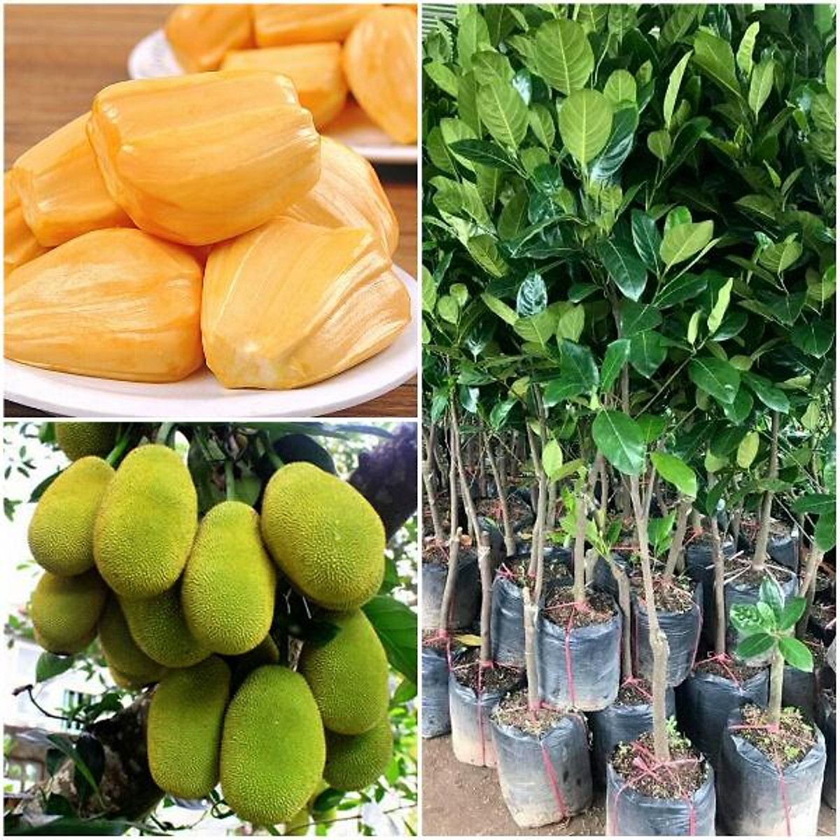 giong_mit_sieu_som_thai_lan Cung cấp cây giống mít thái siêu sớm (mít changai)