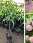 Cung cấp cây giống xoài úc
