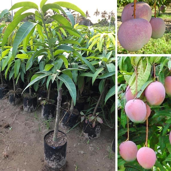 Cung_cap_cay_giong_xoai_uc Cung cấp cây giống xoài úc