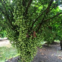 Cây dâu da xanh hay còn gọi là cây dâu xanh