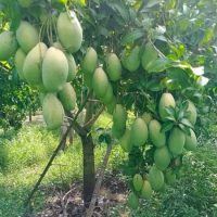 Cây xoài Đài Loan da xanh