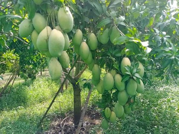 cay_xoai_dai_loan_da_xanh Cây xoài Đài Loan da xanh