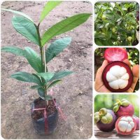 Địa chỉ cung cấp giống cây măng cụt ghép, măng cụt ươm hạt