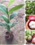 Địa chỉ cung cấp giống cây măng cụt ghép, măng cụt ươm hạt