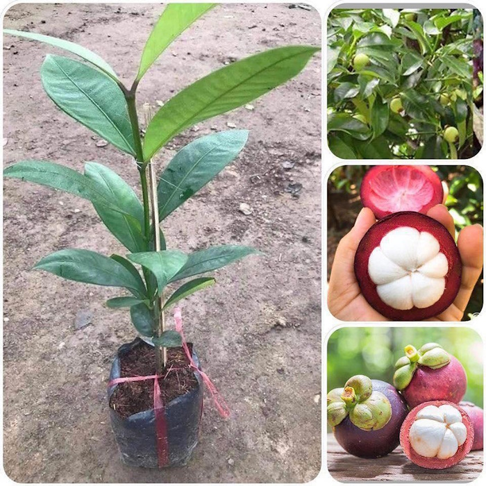 cung_cap_cay_giong_mang_cut Địa chỉ cung cấp giống cây măng cụt ghép, măng cụt ươm hạt
