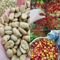 Cung cấp hạt giống cà phê TR4, TR9, xanh lùn, cà dây...