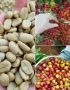 Cung cấp hạt giống cà phê TR4, TR9, xanh lùn, cà dây...