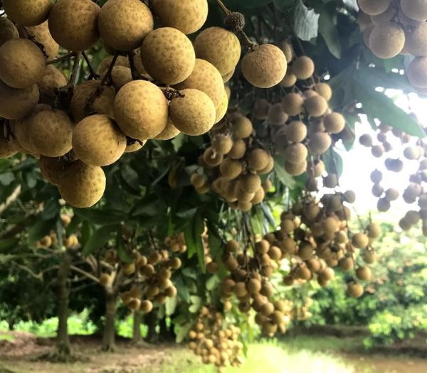 Kỹ thuật trồng nhãn thái ido