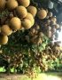 Kỹ thuật trồng nhãn thái ido
