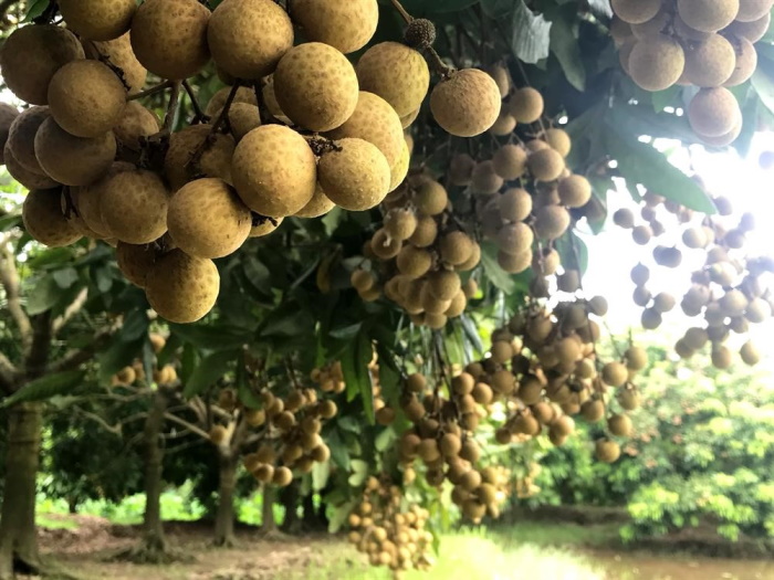 nhan_thai_ido_giong_nhan_gia_tri_kinh_te_cao Kỹ thuật trồng nhãn thái ido
