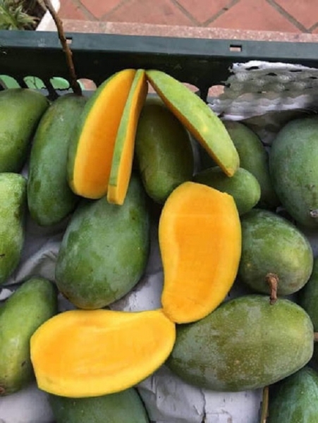 Cây giống Xoài Thái Hạt Lép - Năng Suất Cao, Chất Lượng Vượt Trội Cây giống xoài Thái hạt lép - Ảnh 1