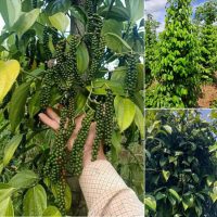 Địa chỉ cung cấp giống tiêu Tùng Linh