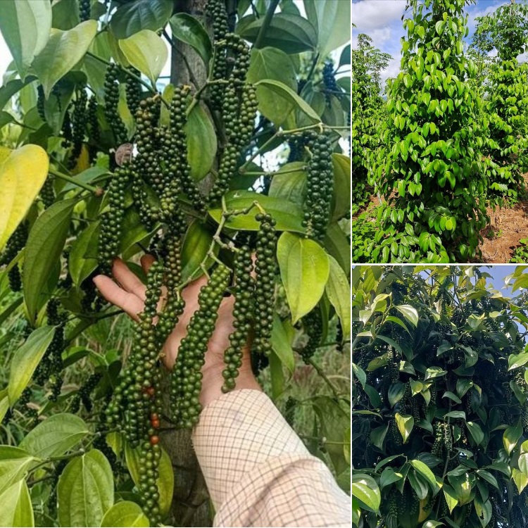 dia_chi_cung_cap_giong_tieu_tung_linh Địa chỉ cung cấp giống tiêu Tùng Linh