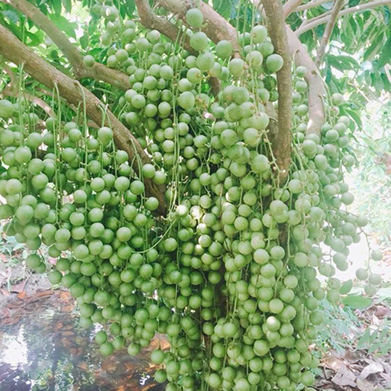 giong_cay_dau_da_xanh_cay_dau_xanh Cây giống dâu da xanh thái (dâu da ngọt) - Ảnh 1