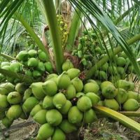 Giống dừa xiêm xanh lùn (dừa lùn xanh, dừa xiêm lục)