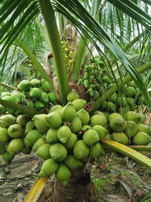 giong_dua_xiem_xanh_dua_lun_trai_xanh Giống dừa xiêm xanh lùn (dừa lùn xanh, dừa xiêm lục)