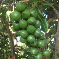 Địa chỉ cung cấp giống mắc ca A38