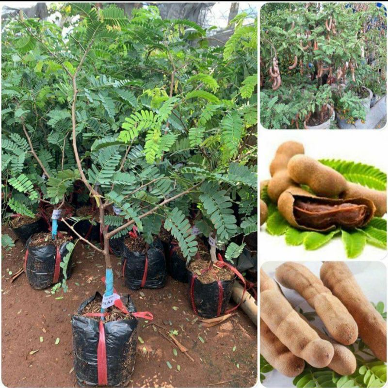 mua_cay_giong_me_thai_o_dau Mua cây giống me Thái ở đâu?