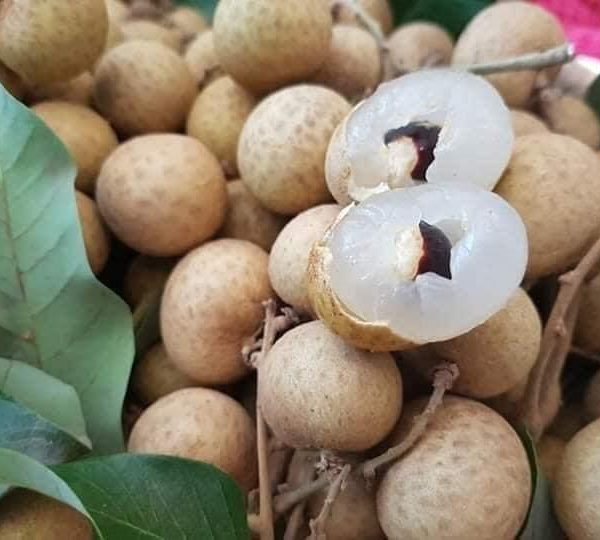 Giống nhãn hương chi - Nguồn gốc, kỹ thuật trồng và địa chỉ cung cấp