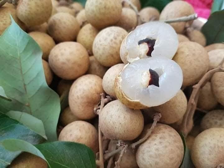 giong_nhan_huong_chi_dac_diem_ky_thuat_trong_va_noi_ban_giong Giống nhãn hương chi - Nguồn gốc, kỹ thuật trồng và địa chỉ cung cấp