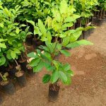 Mua cây giống chôm chôm Thái ở đâu?