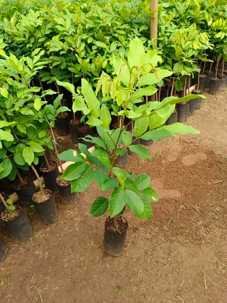 mua_cay_giong_chom_chom_thai_o_dau Mua cây giống chôm chôm Thái ở đâu?