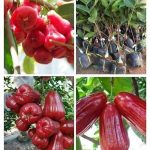 Mua giống cây mận hồng MST (Mận hồng Sóc Trăng) ở đâu?