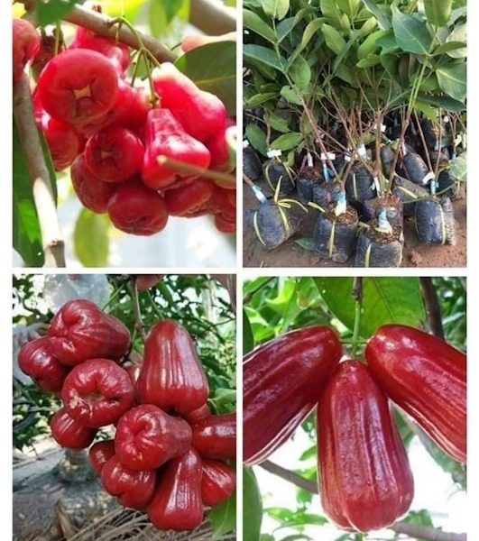 Mua giống cây mận hồng MST (Mận hồng Sóc Trăng) ở đâu?